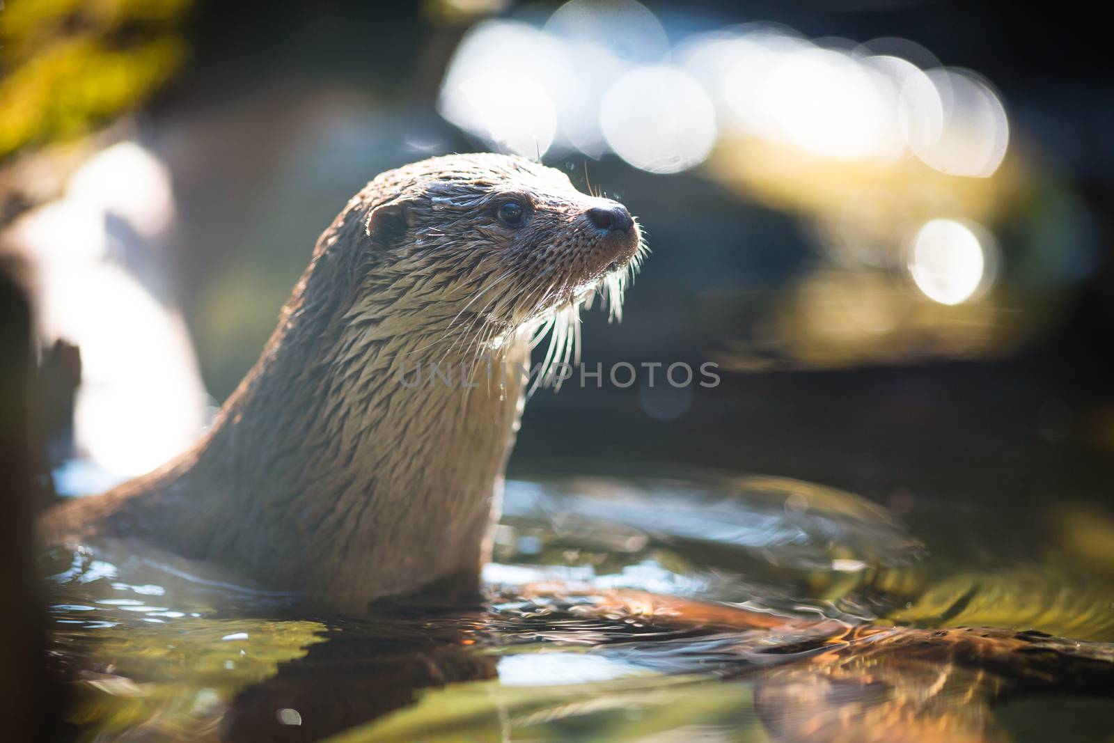 Eurasian otter (Lutra lutra)