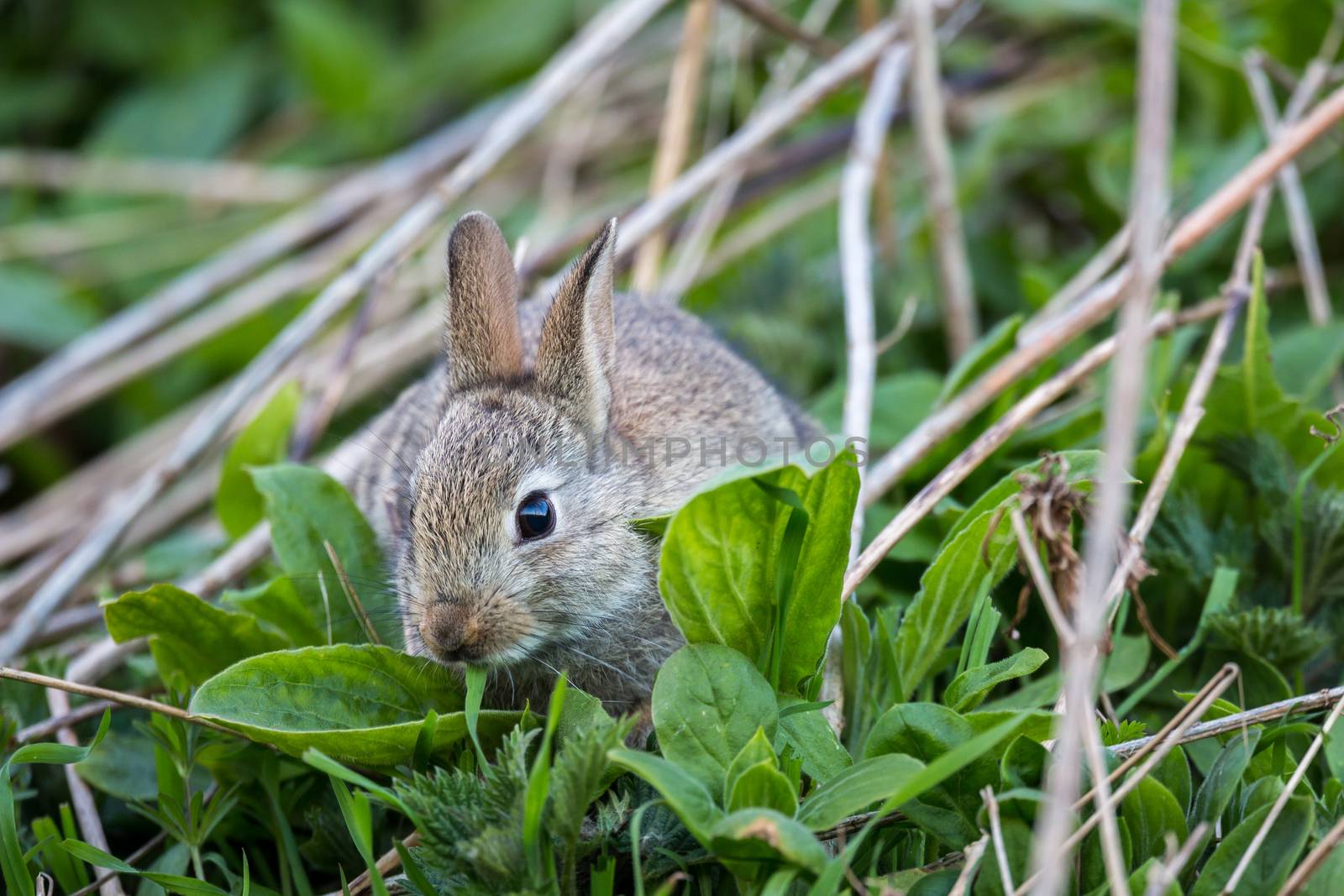 Wild rabbit, Scotland