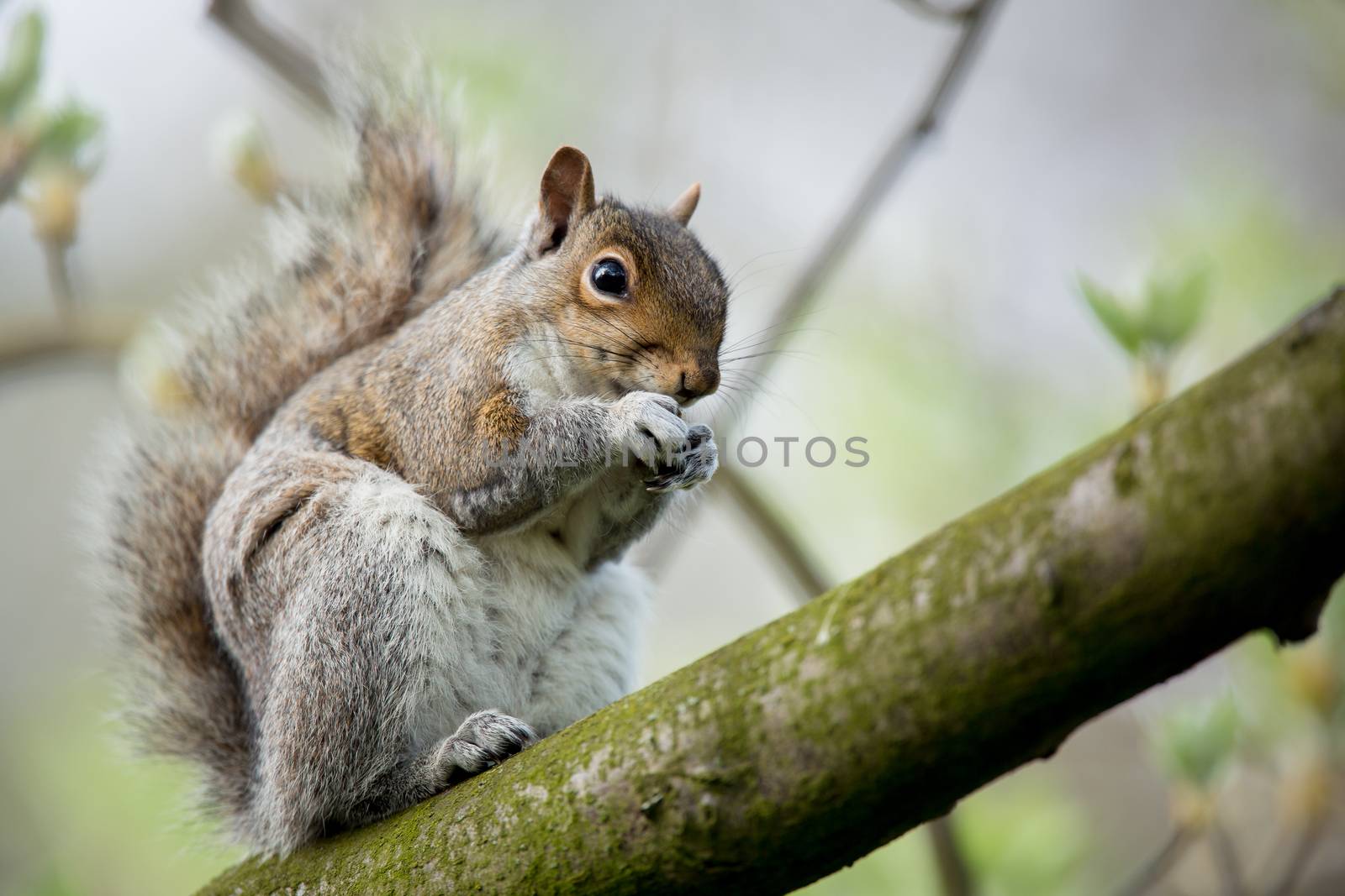 Red squirrel (Sciurus vulgaris)