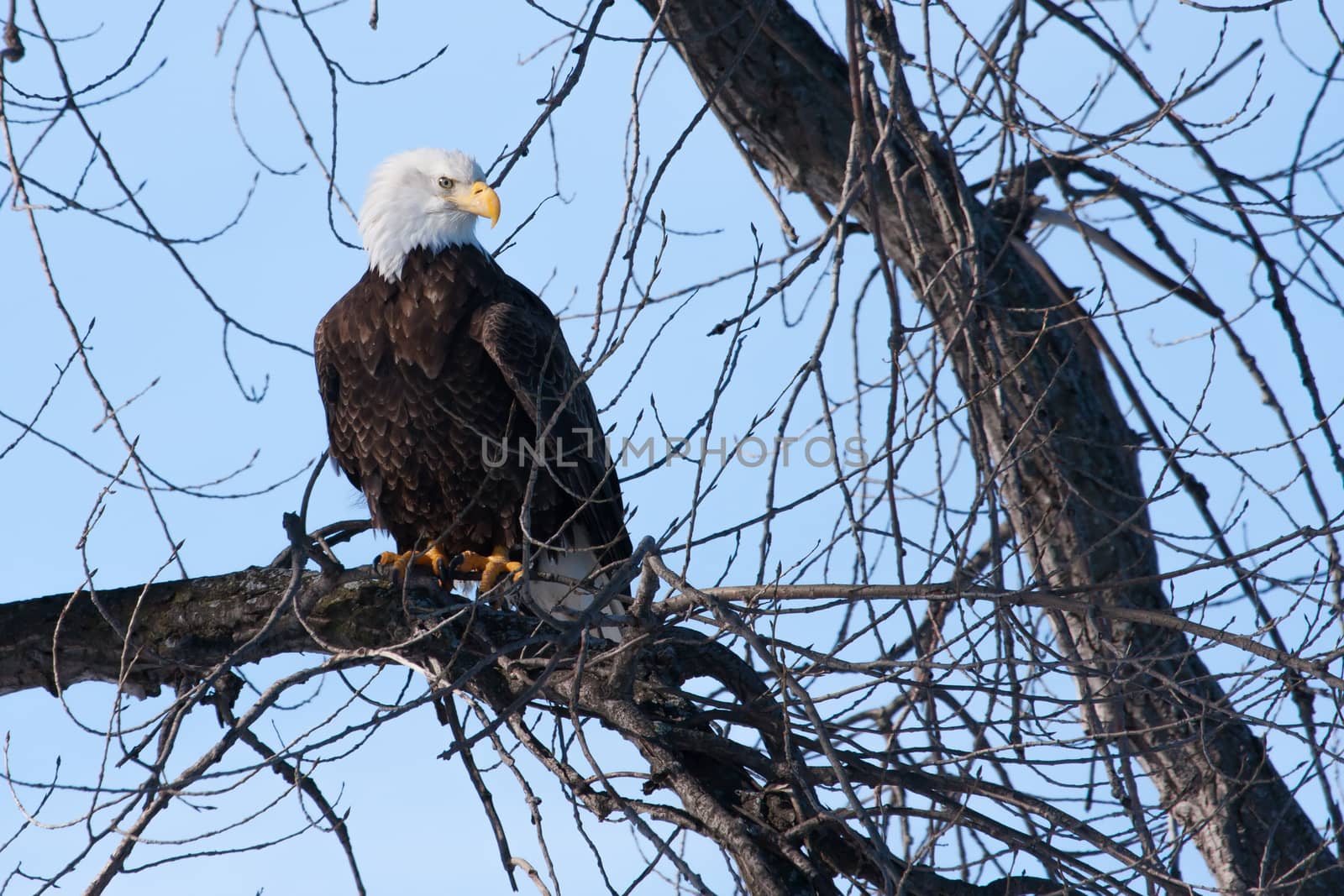 American Bald Eagle by Coffee999