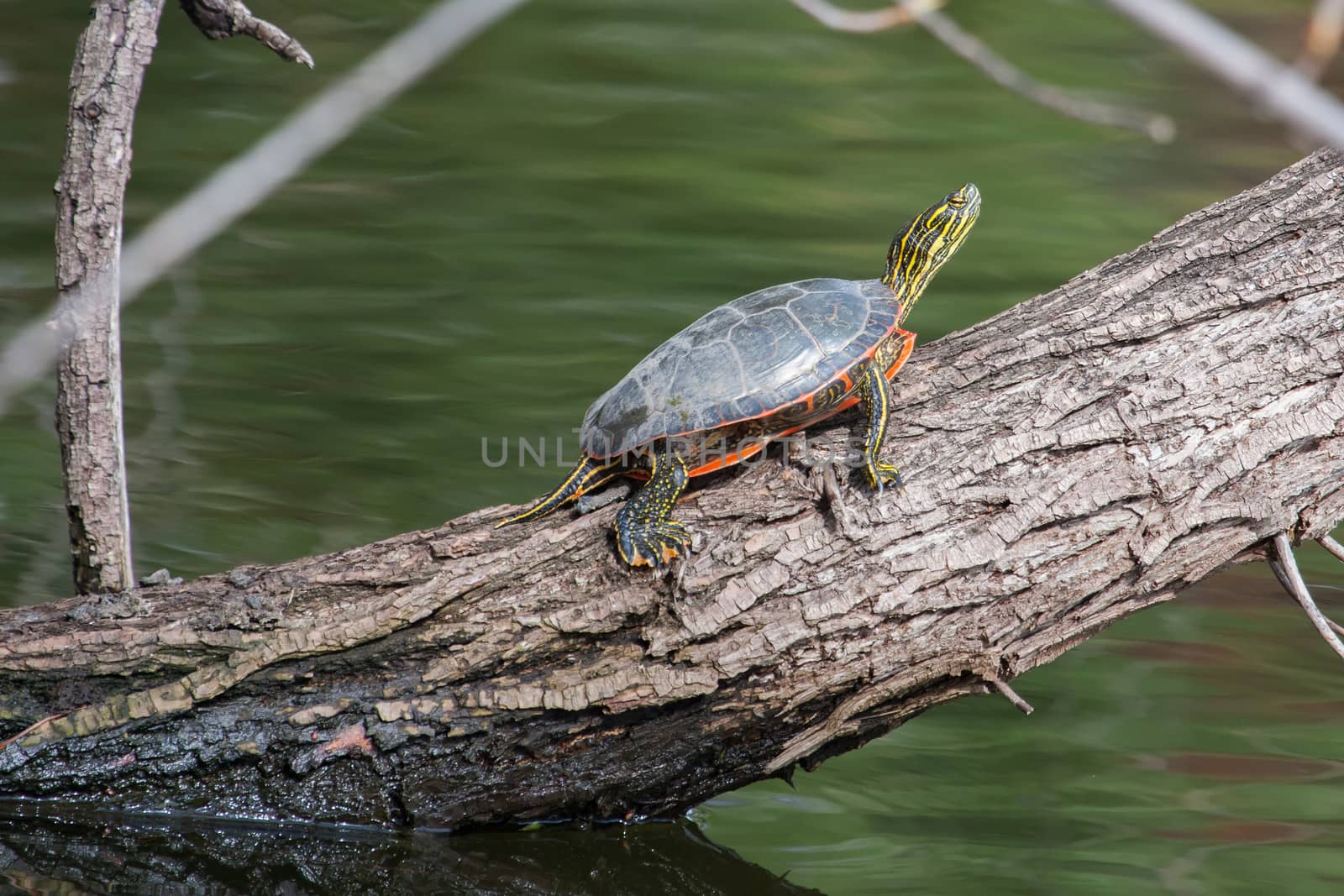 Painted Turtle Sunning by Coffee999