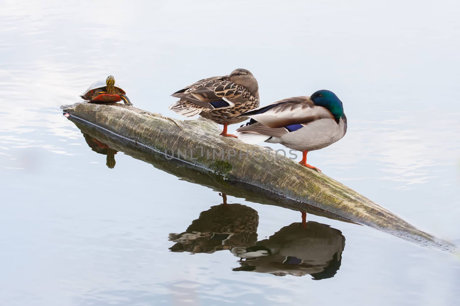 Pair of mallards and turtle on the autumn river 