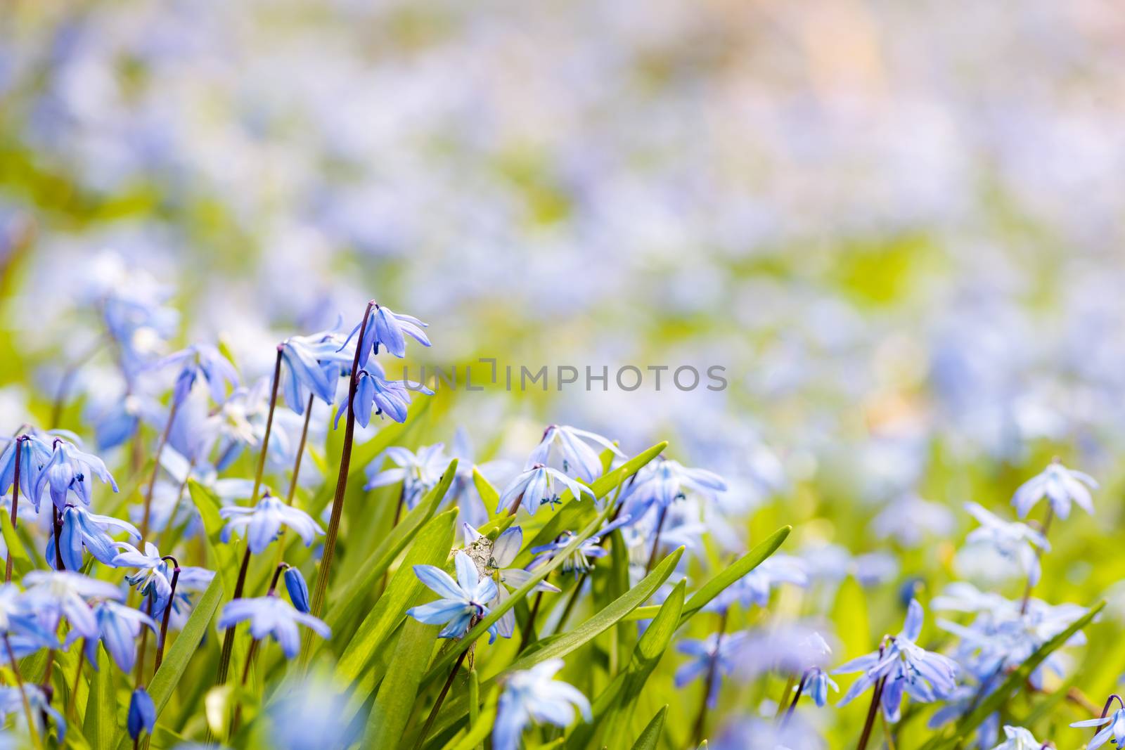 Spring background with early blue flowers glory-of-the-snow and copy space for text