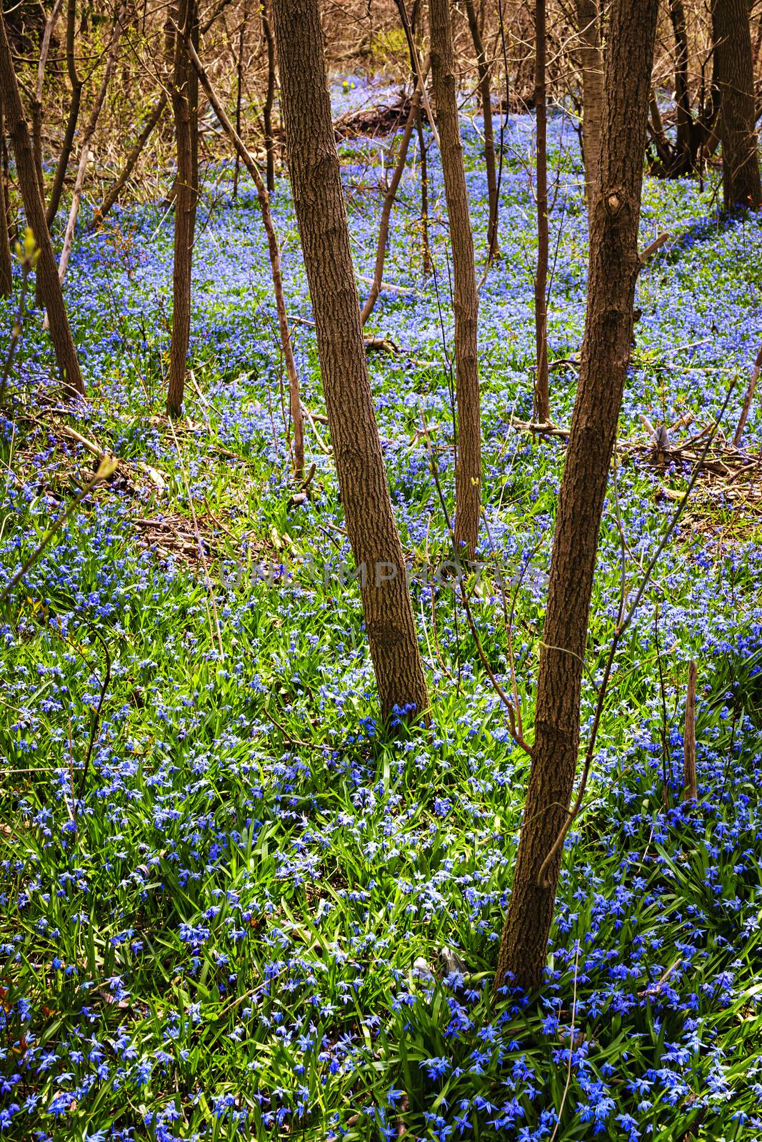 Forest floor with spring blue glory-of-the-snow flowers blooming in abundance. Ontario, Canada.