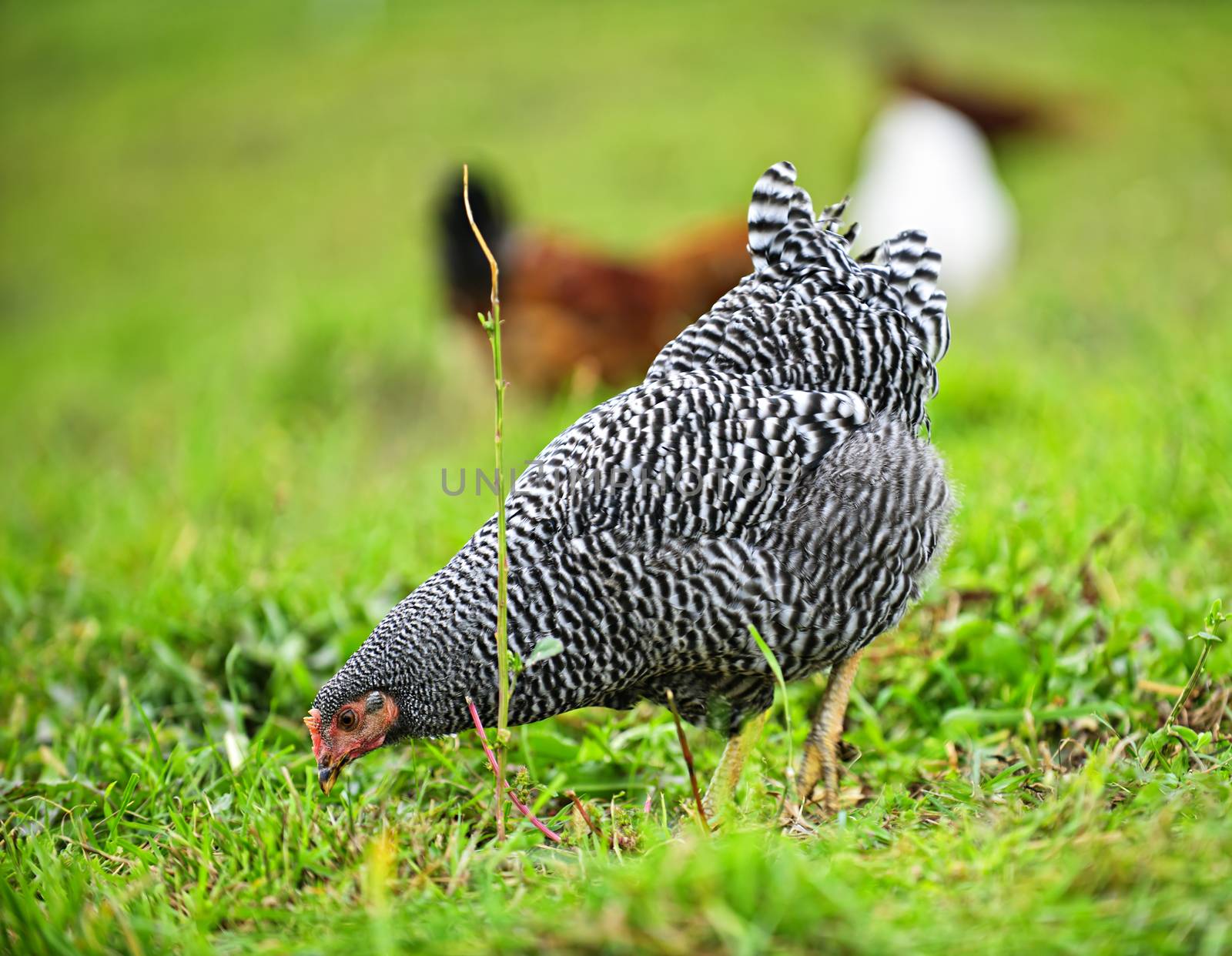 Free range happy chickens feeding on green grass in pasture