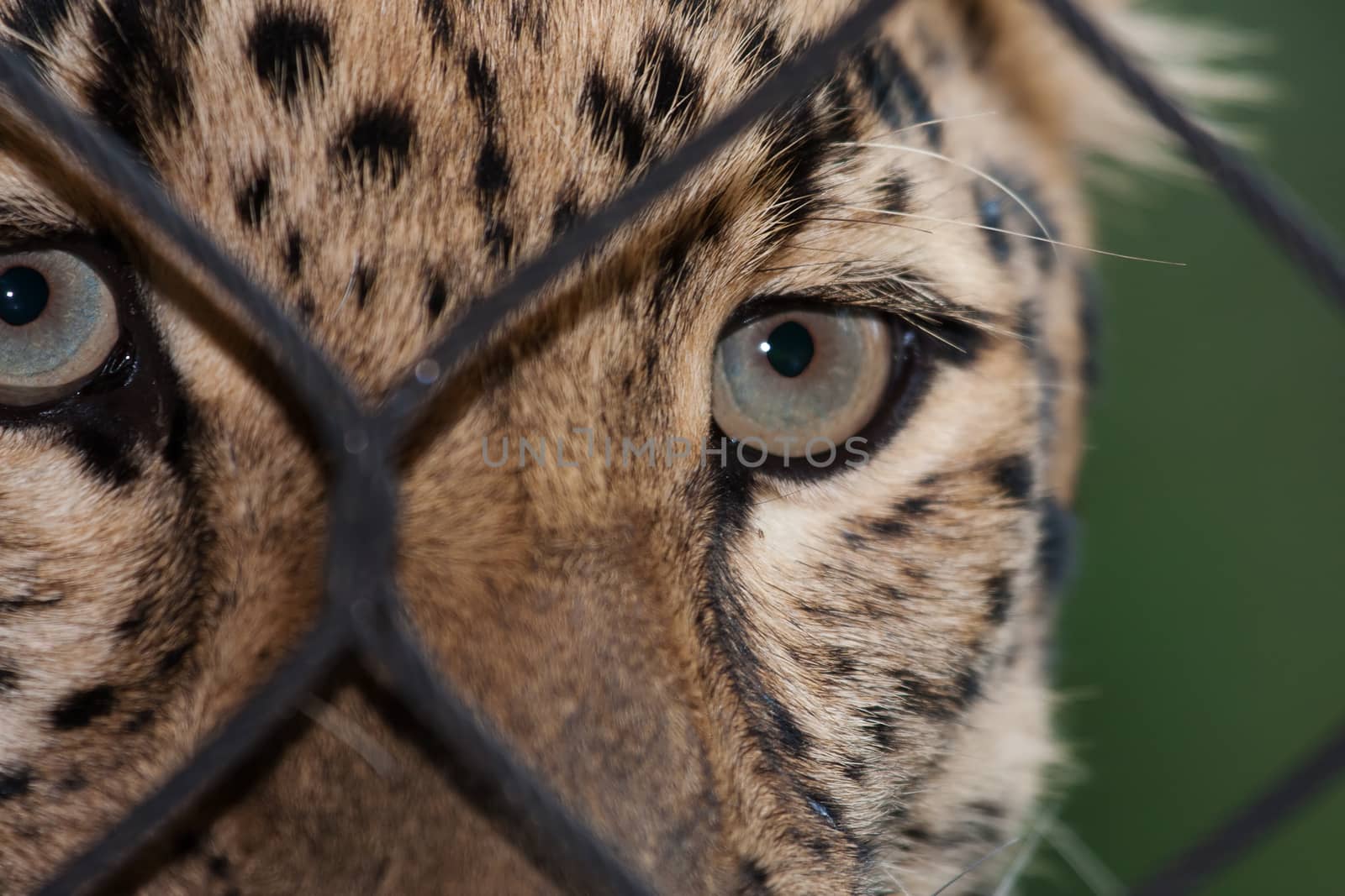 Amur Leopard looking through a fence by Coffee999