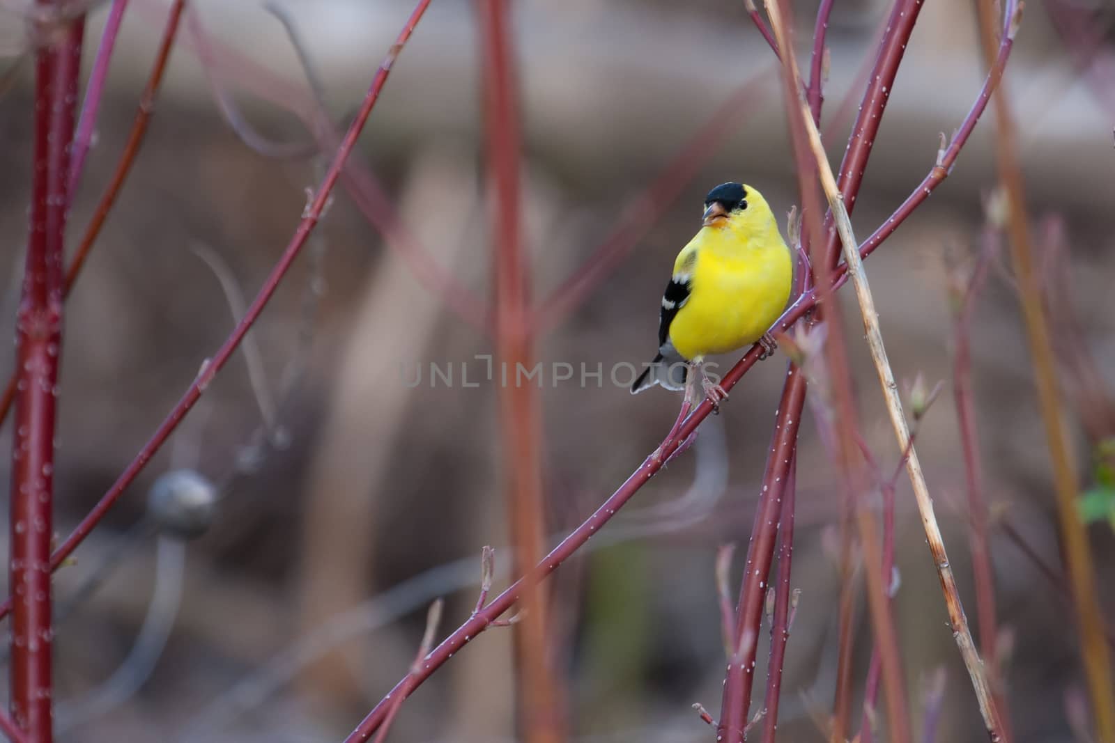 American Goldfinch by Coffee999