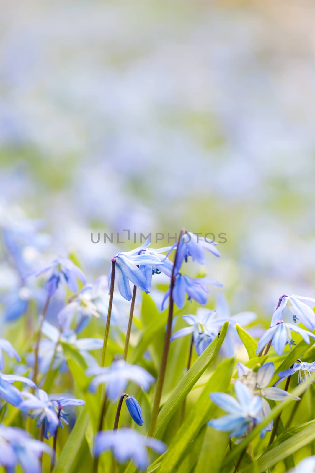Spring blue flowers glory-of-the-snow by elenathewise