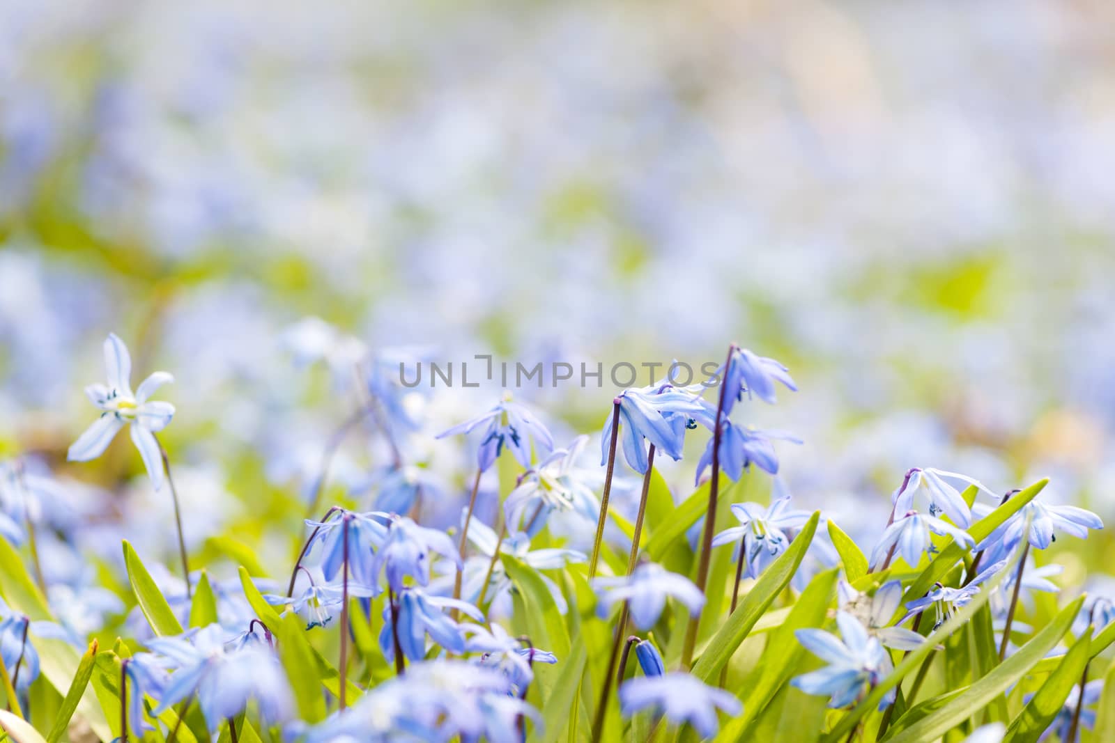 Spring background with early blue flowers glory-of-the-snow and copy space for text