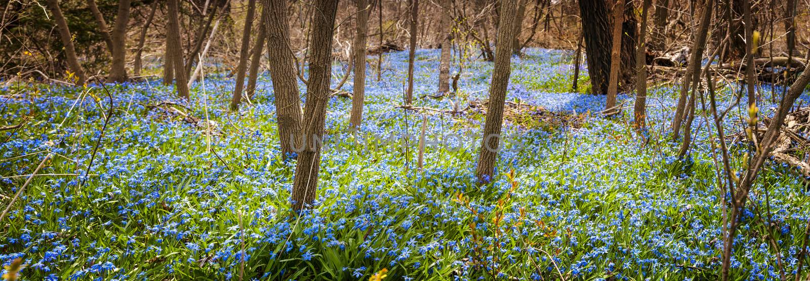 Panorama of early spring blue flowers glory-of-the-snow blooming in abundance on forest floor. Ontario, Canada.