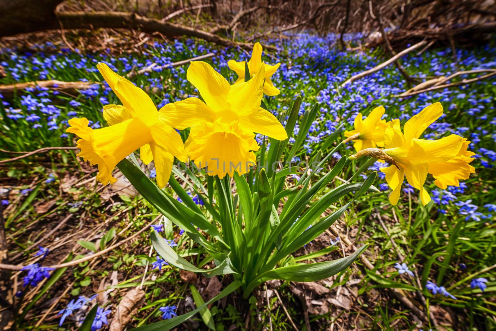 Yellow spring daffodils and blue flowers glory-of-the-snow blooming in abundance on forest floor. Ontario, Canada.