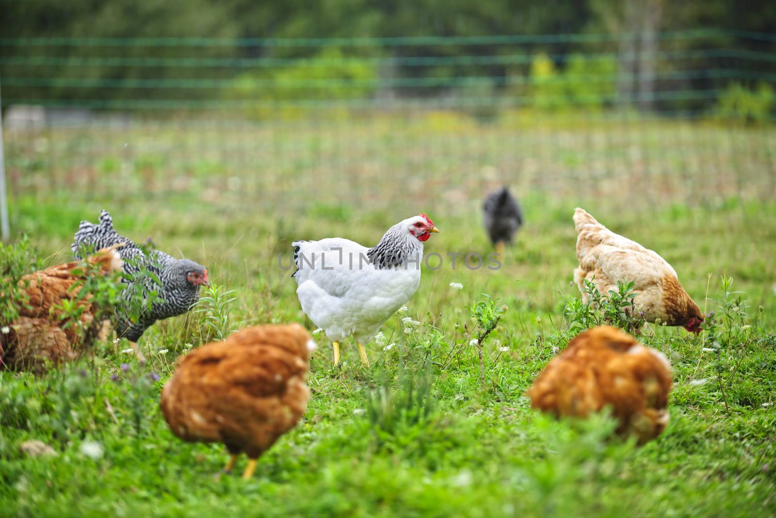 Free range chickens on farm by elenathewise
