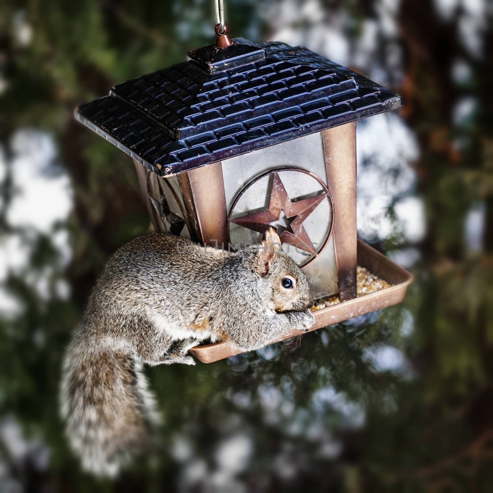 Squirrel stealing from bird feeder by elenathewise