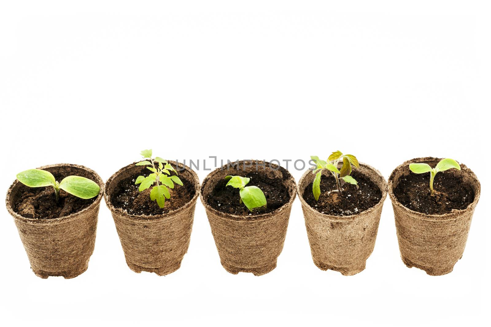 Row of potted seedlings growing in biodegradable peat moss pots isolated on white background