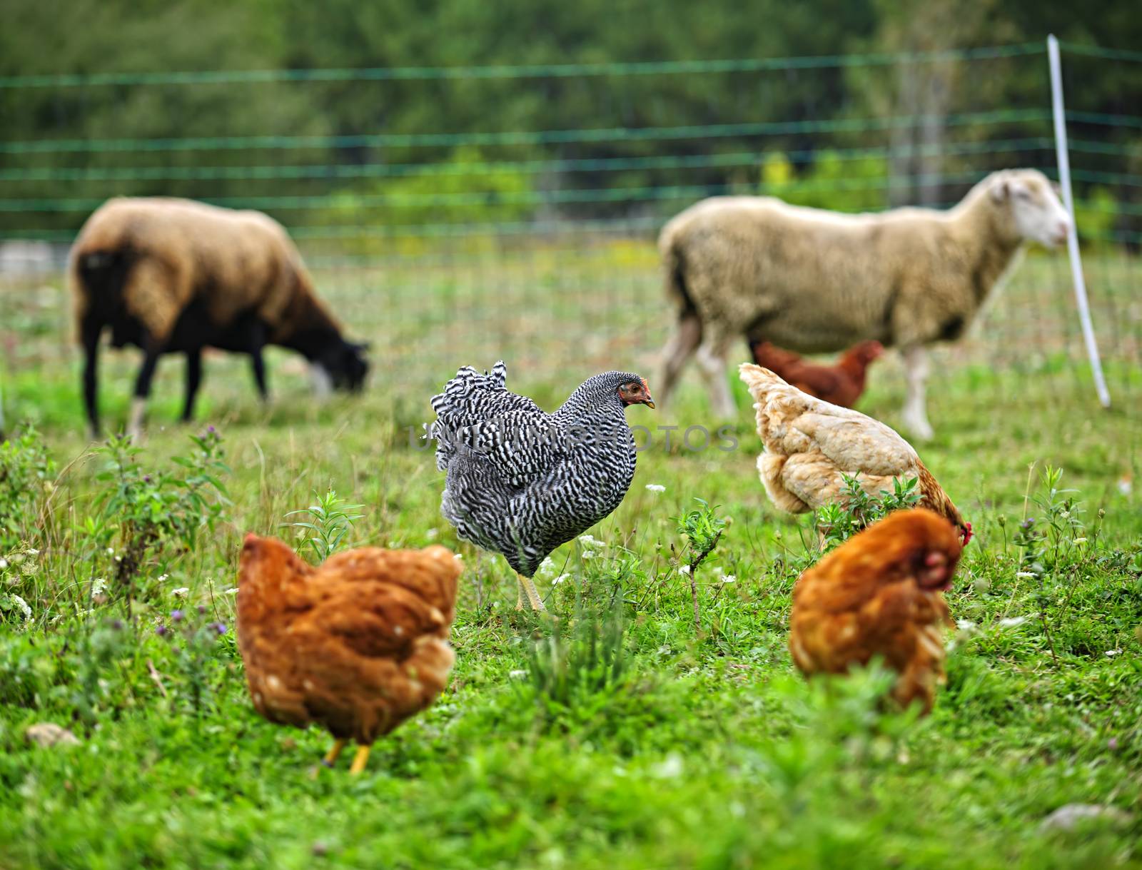 Chickens and sheep grazing on organic farm by elenathewise