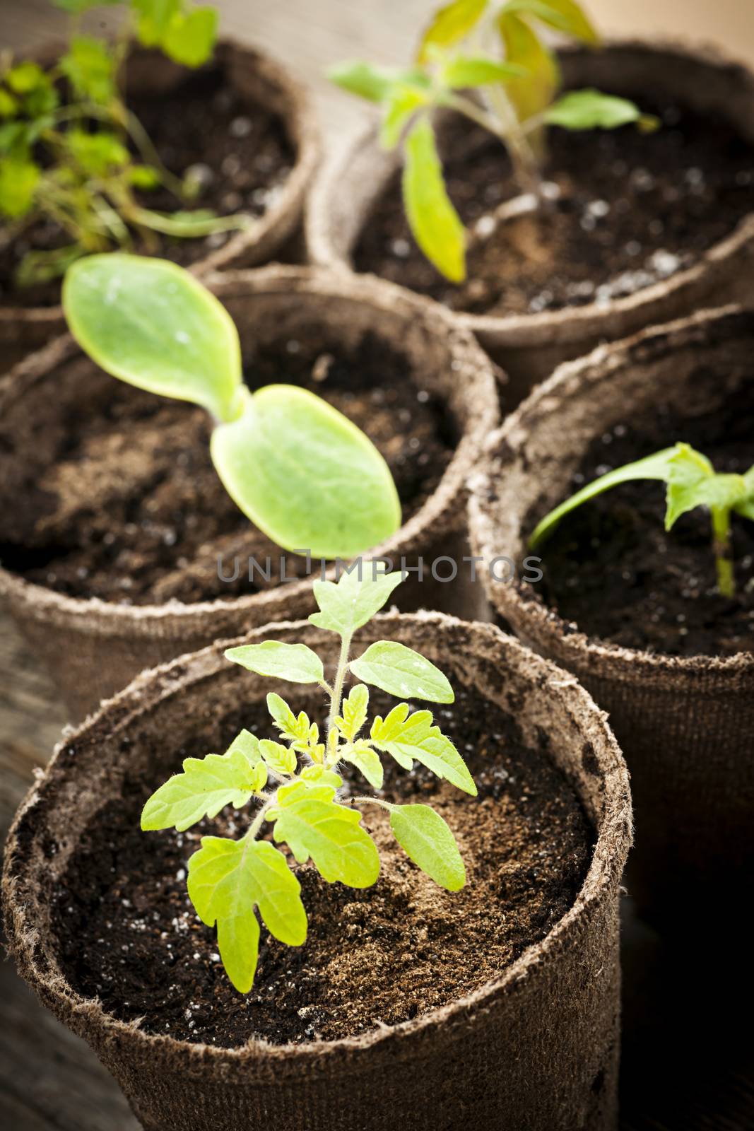 Seedlings growing in peat moss pots by elenathewise