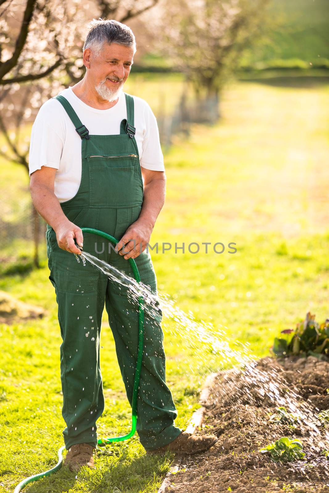 Portrait of a handsome senior man gardening in his garden (color toned image)