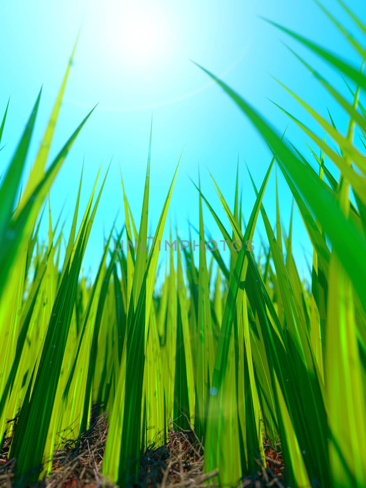 Close up of fresh thick grass with sun and ground by denisgo