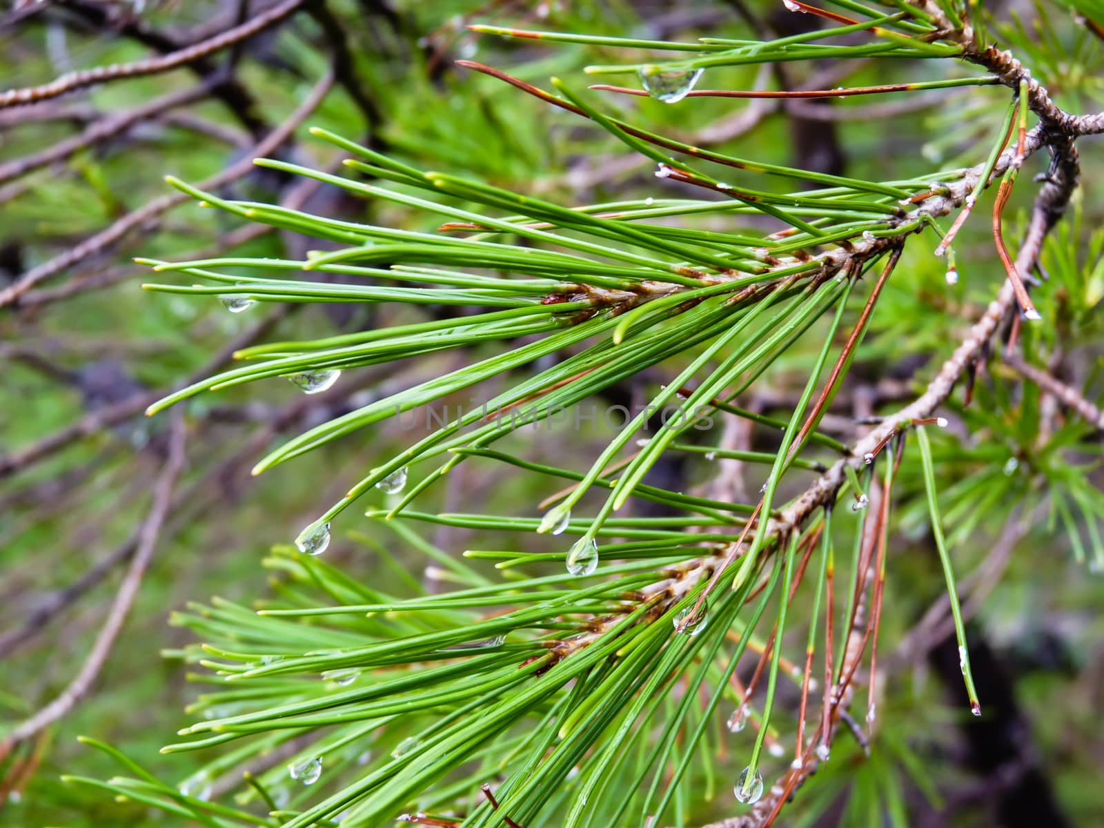 Pine needles with water drops by ankarb