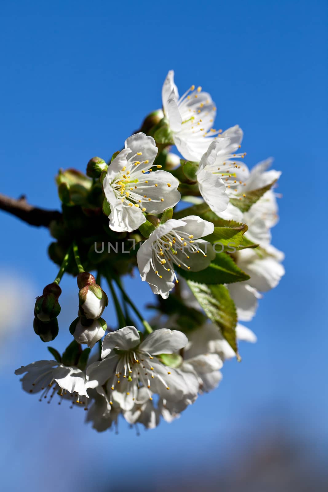 twig of cherry blossoms on blue sky background