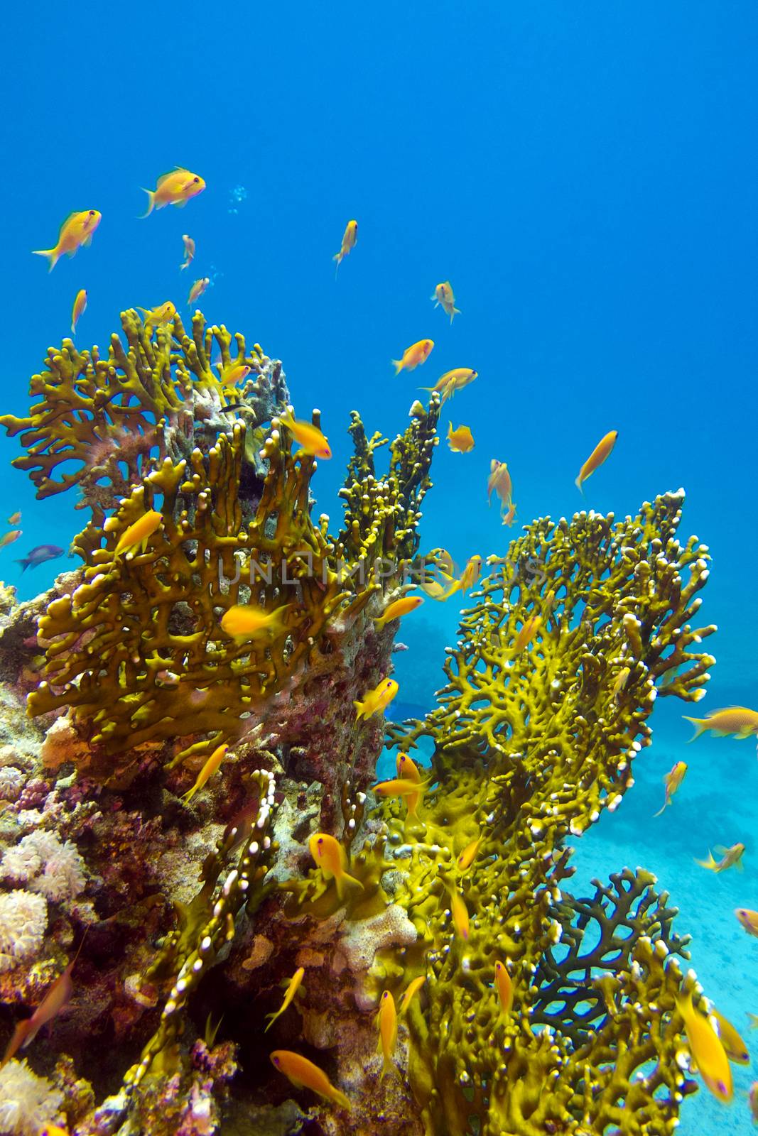 coral reef with great yellow fire coral and fishes at the bottom of tropical sea