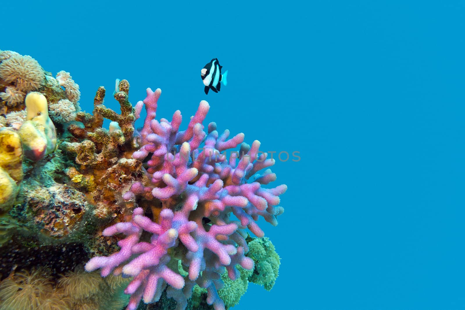 coral reef with violet hood coral end exotic fish at the bottom of tropical  sea isolated  on blue water background