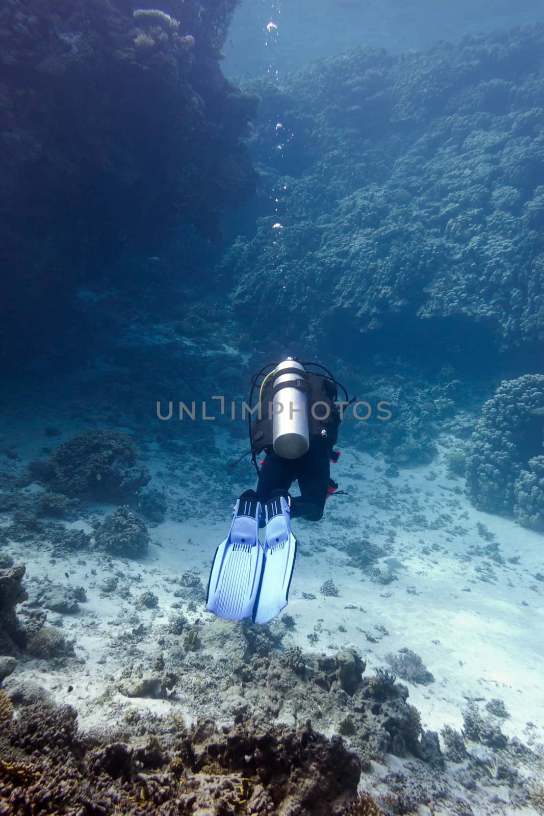 coral reef with hard corals and diver  at the bottom of tropical sea