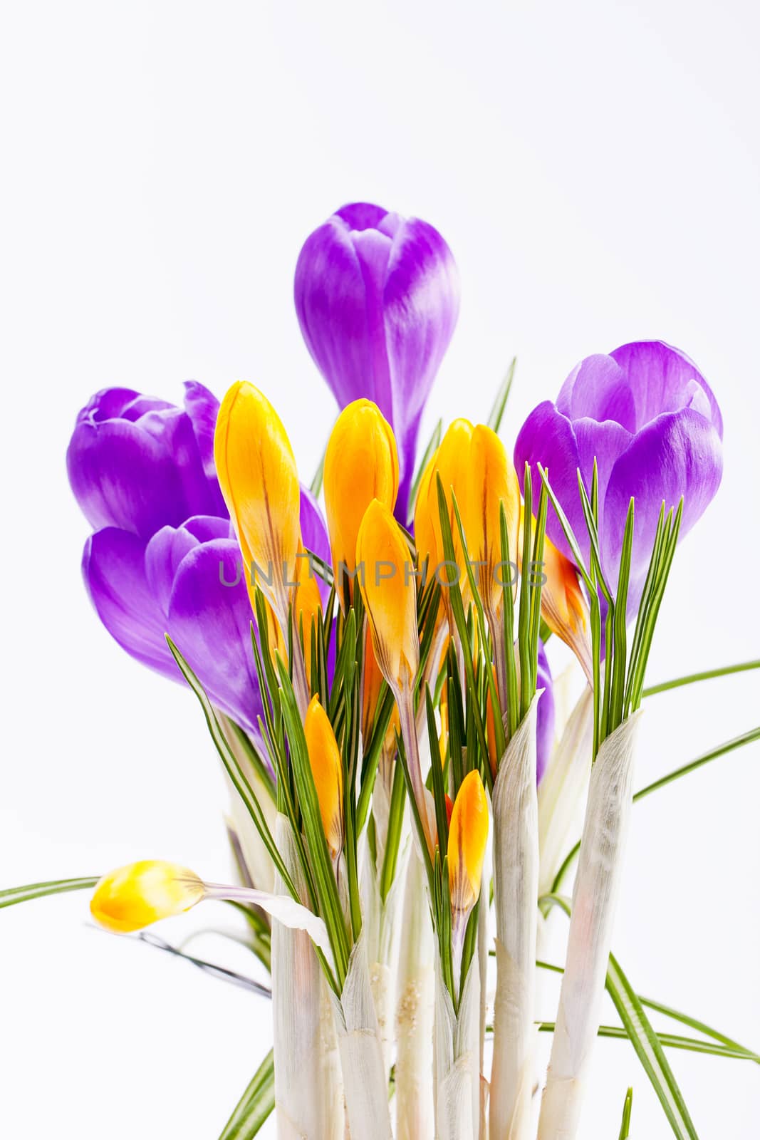 violet and yellow spring flowers of crocus isolated on white background