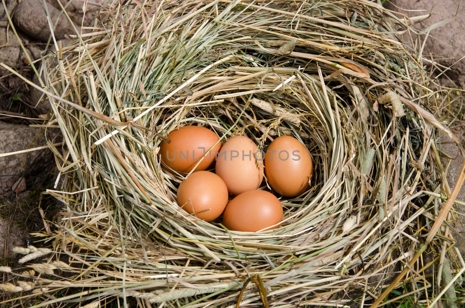 small chicken eggs in nest of hay outdoor by sauletas