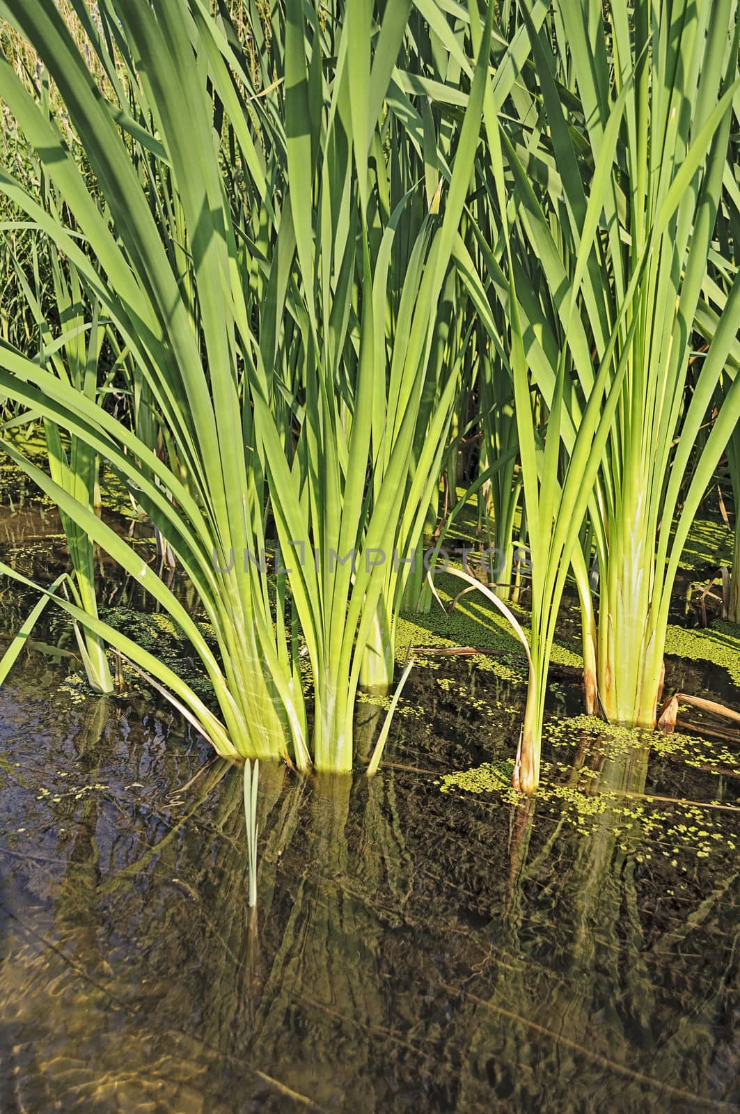 Green cattail stalks near the riverbank, sunny summer day