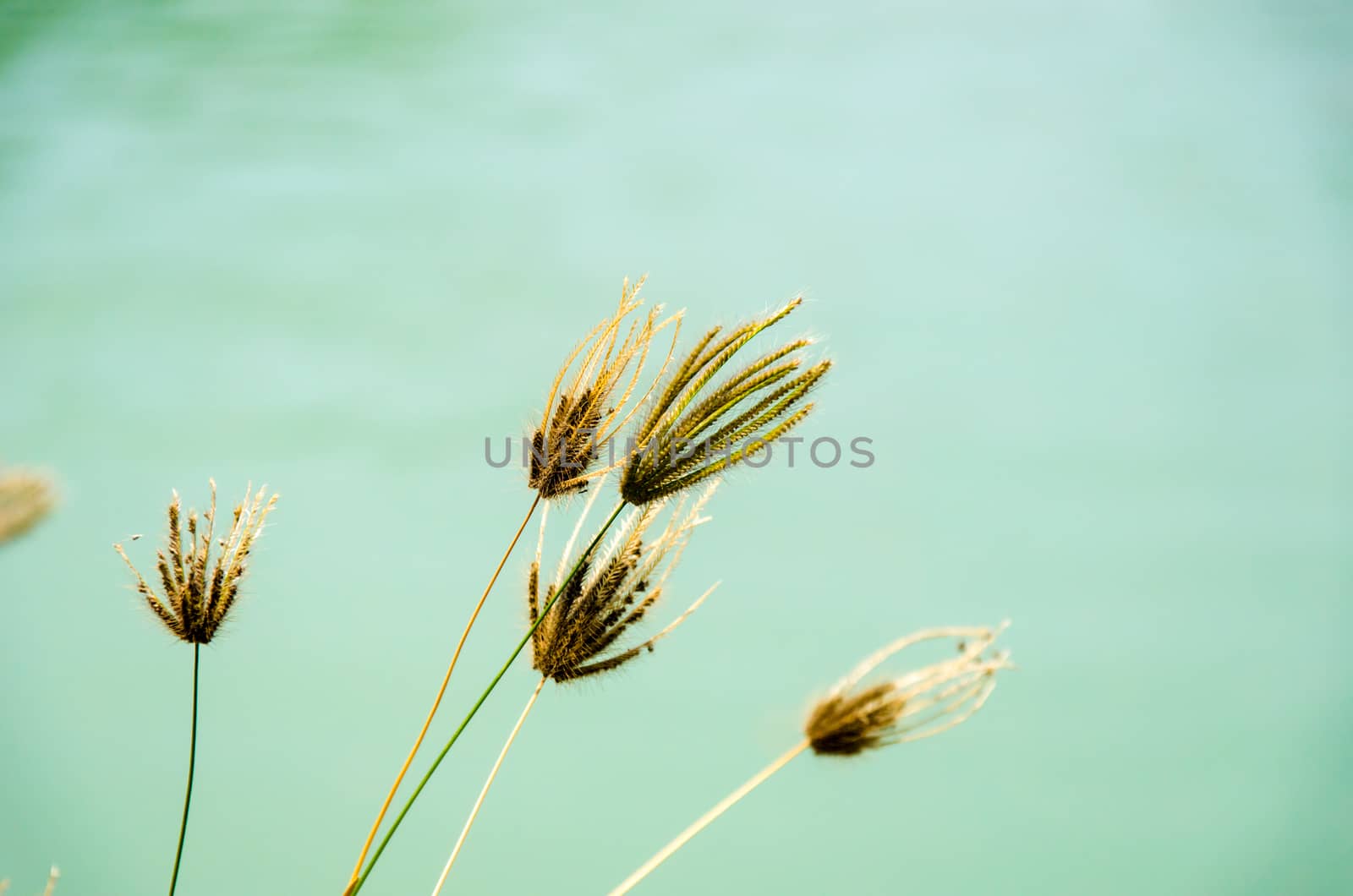flower of grass by aoo3771