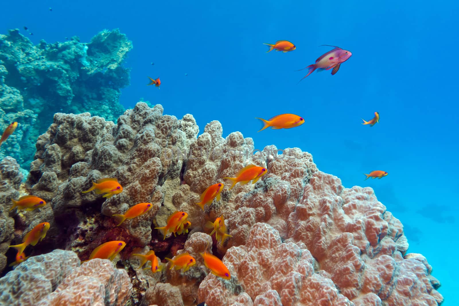 coral reef with porites coral and anthiases at the bottom of tropical sea on blue water background by mychadre77