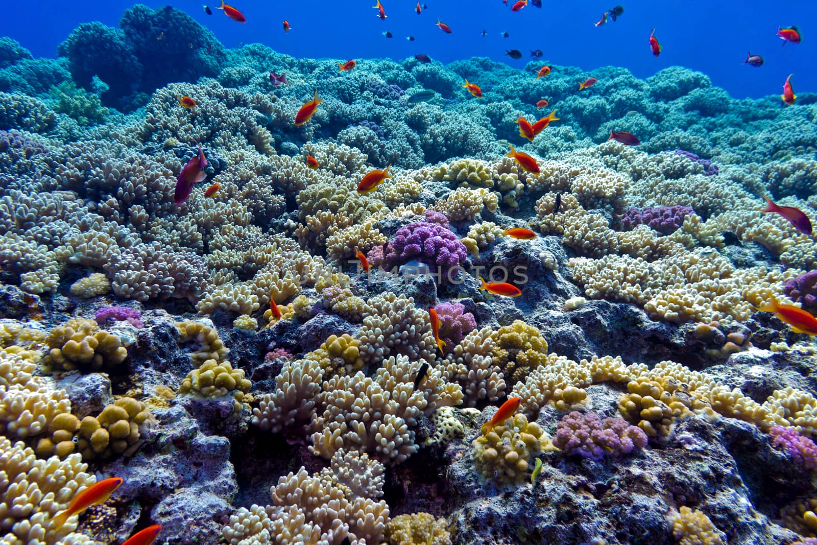 colorful coral reef with hard corals on the bottom of red sea - underwater photo by mychadre77