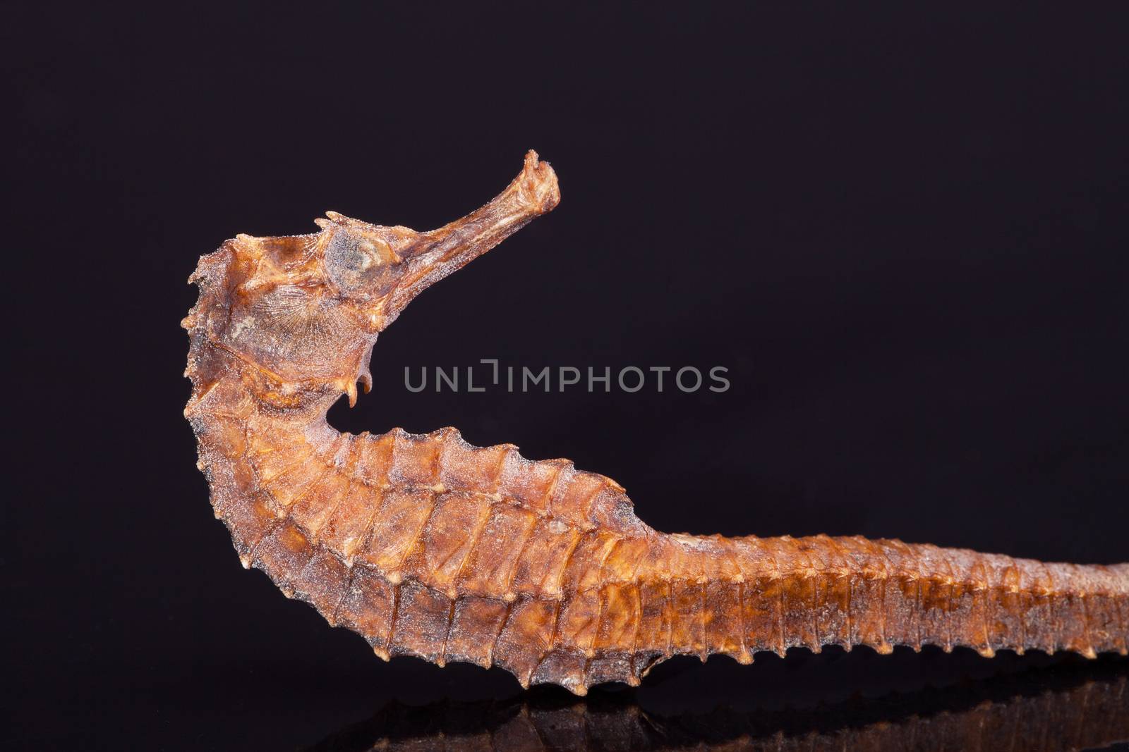 skeleton of dried  seahorse isolated on black background by mychadre77