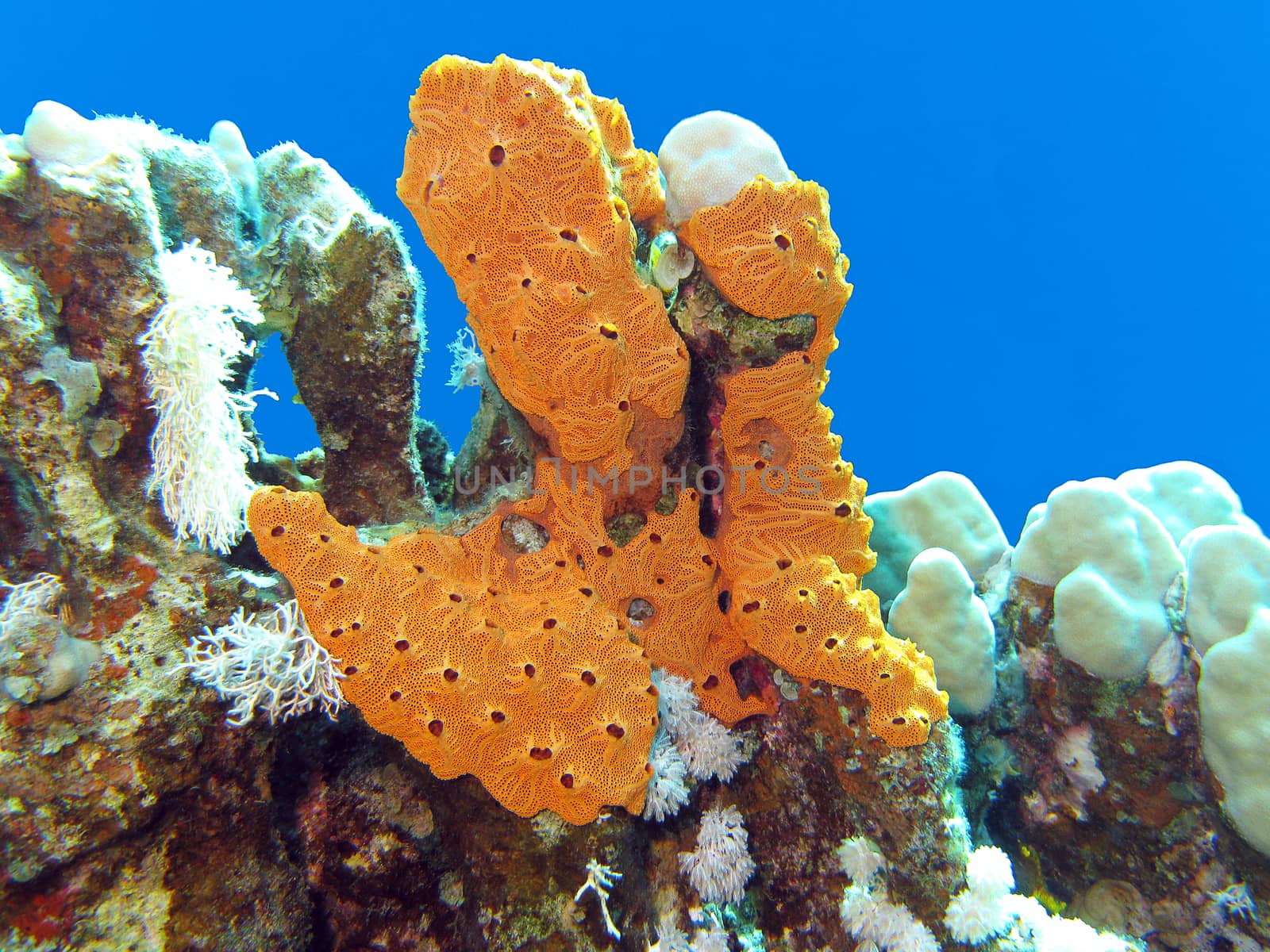 coral reef with great yellow sea sponge at the bottom of tropical sea