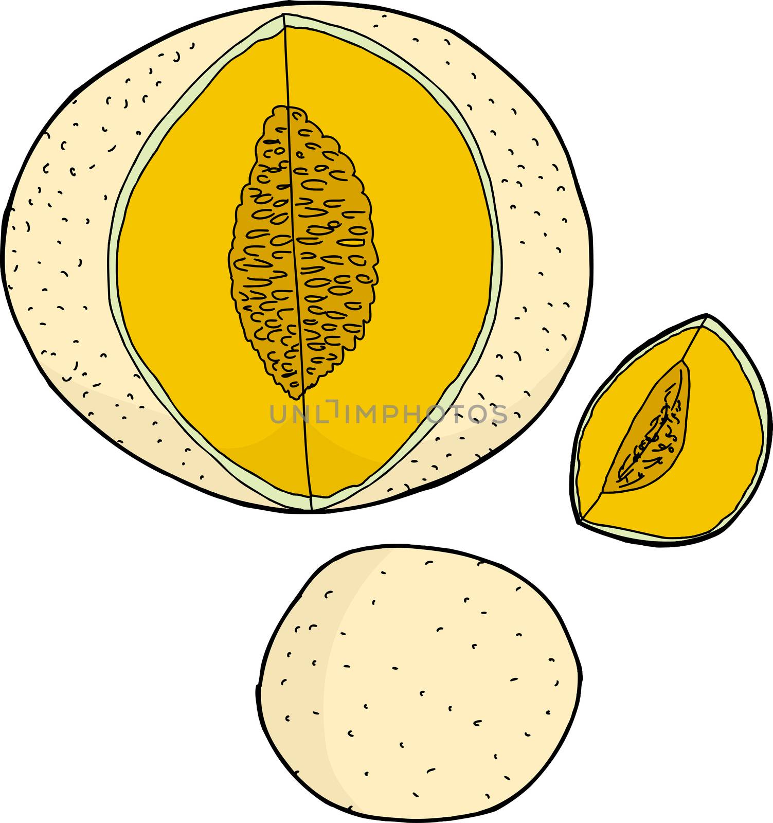 Set of various cantaloupe melons on white background