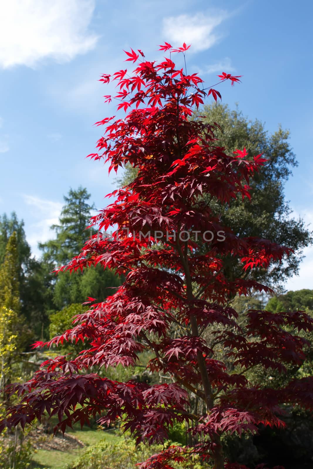 Downy japanese or fullmoon maple (acer japonicum) in a garden