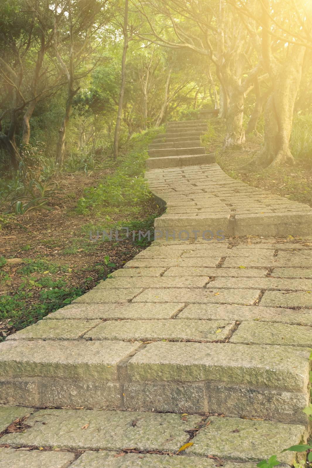 Outdoor trail in forest of park at Xiangshan, Taipei, Taiwan.