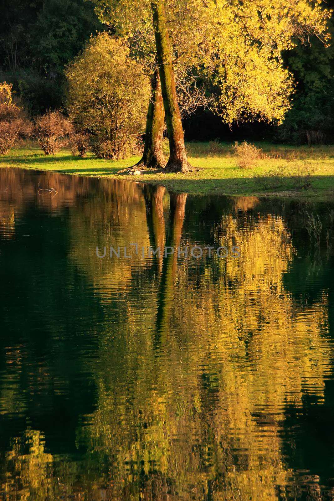 Fall color tree reflected in Crnojevica river, Montenegro by donya_nedomam