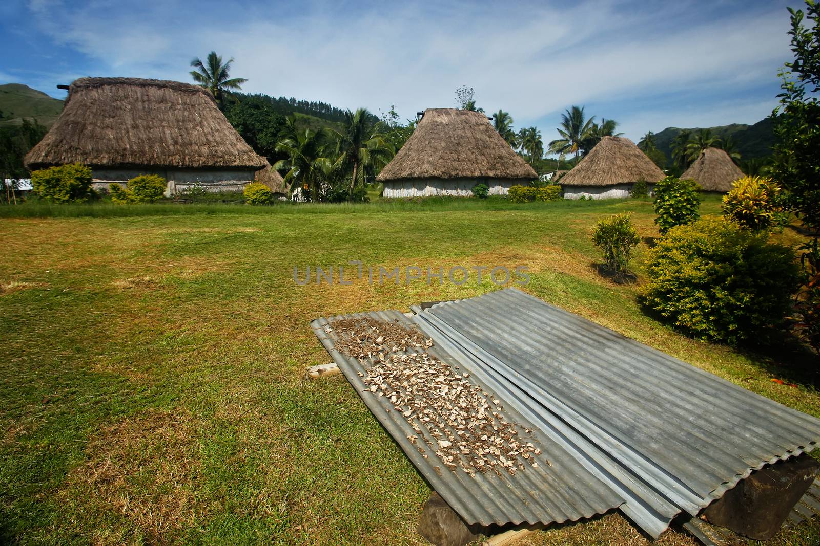 Kava root drying in Navala village, Viti Levu island, Fiji by donya_nedomam