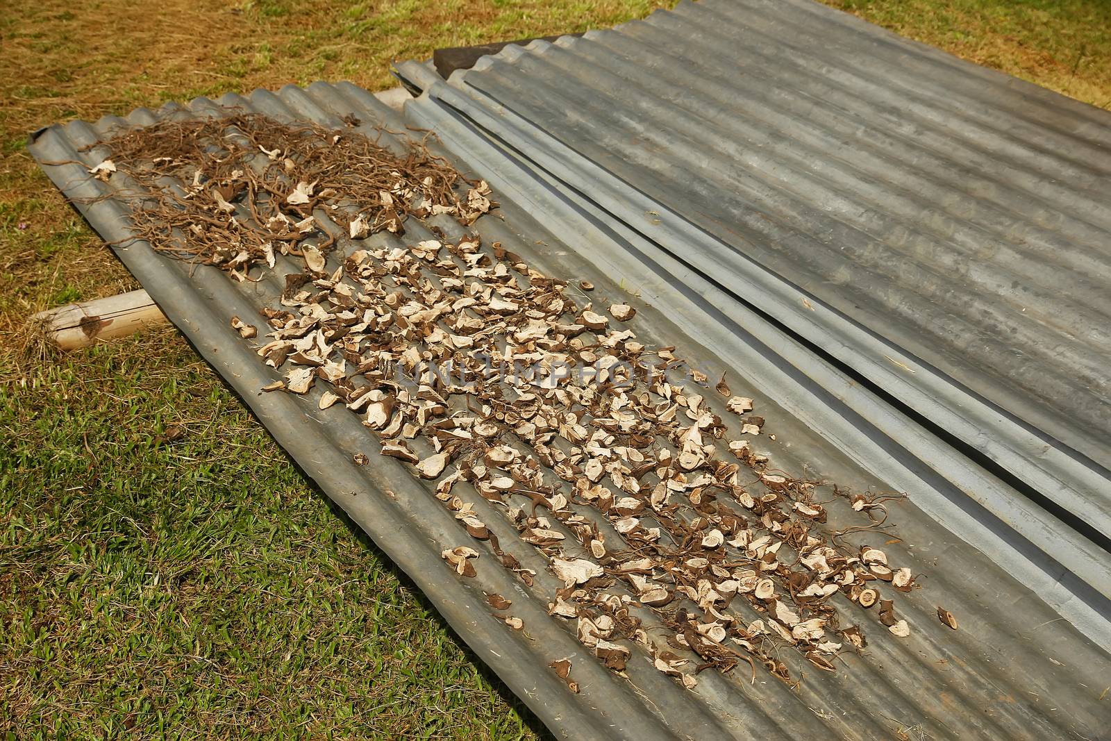 Kava root drying in Navala village, Viti Levu island, Fiji by donya_nedomam