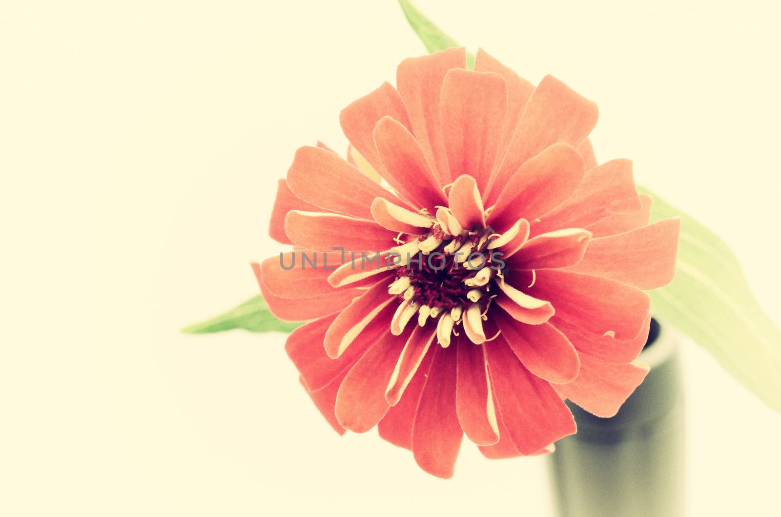 sear Zania flower with vintage filter effect