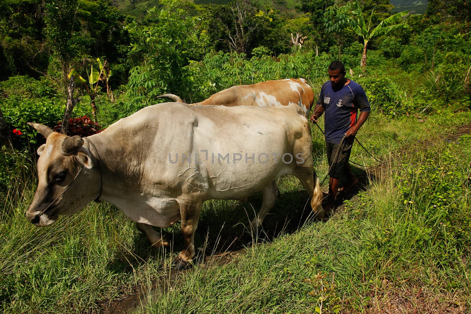 Man with water buffalo, Navala village, Viti Levu island, Fiji by donya_nedomam