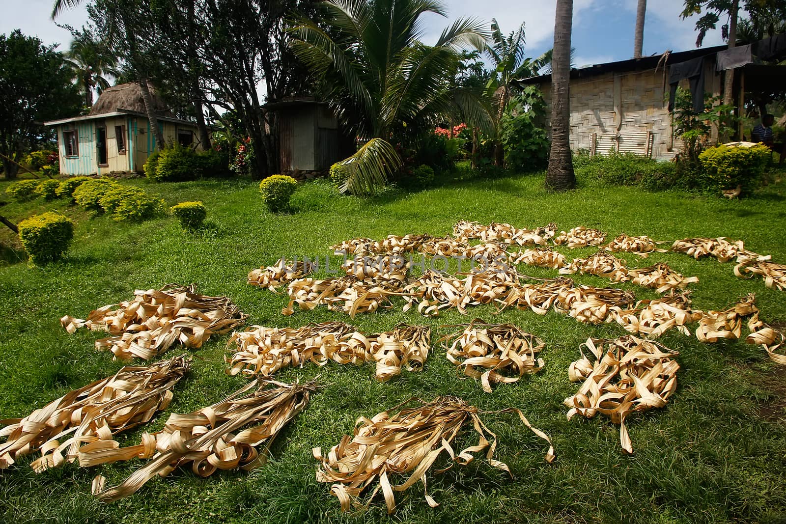 Palm leaves drying in Navala village, Viti Levu island, Fiji by donya_nedomam