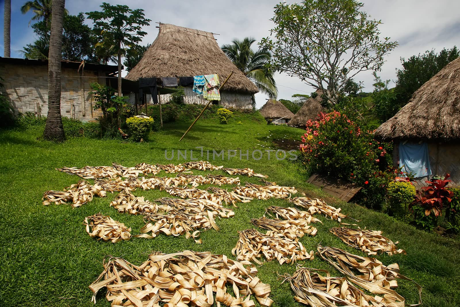 Palm leaves drying in Navala village, Viti Levu island, Fiji by donya_nedomam