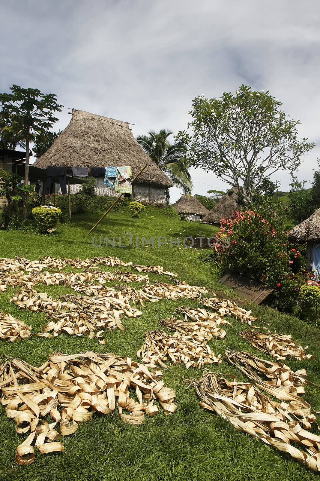 Palm leaves drying in Navala village, Viti Levu island, Fiji