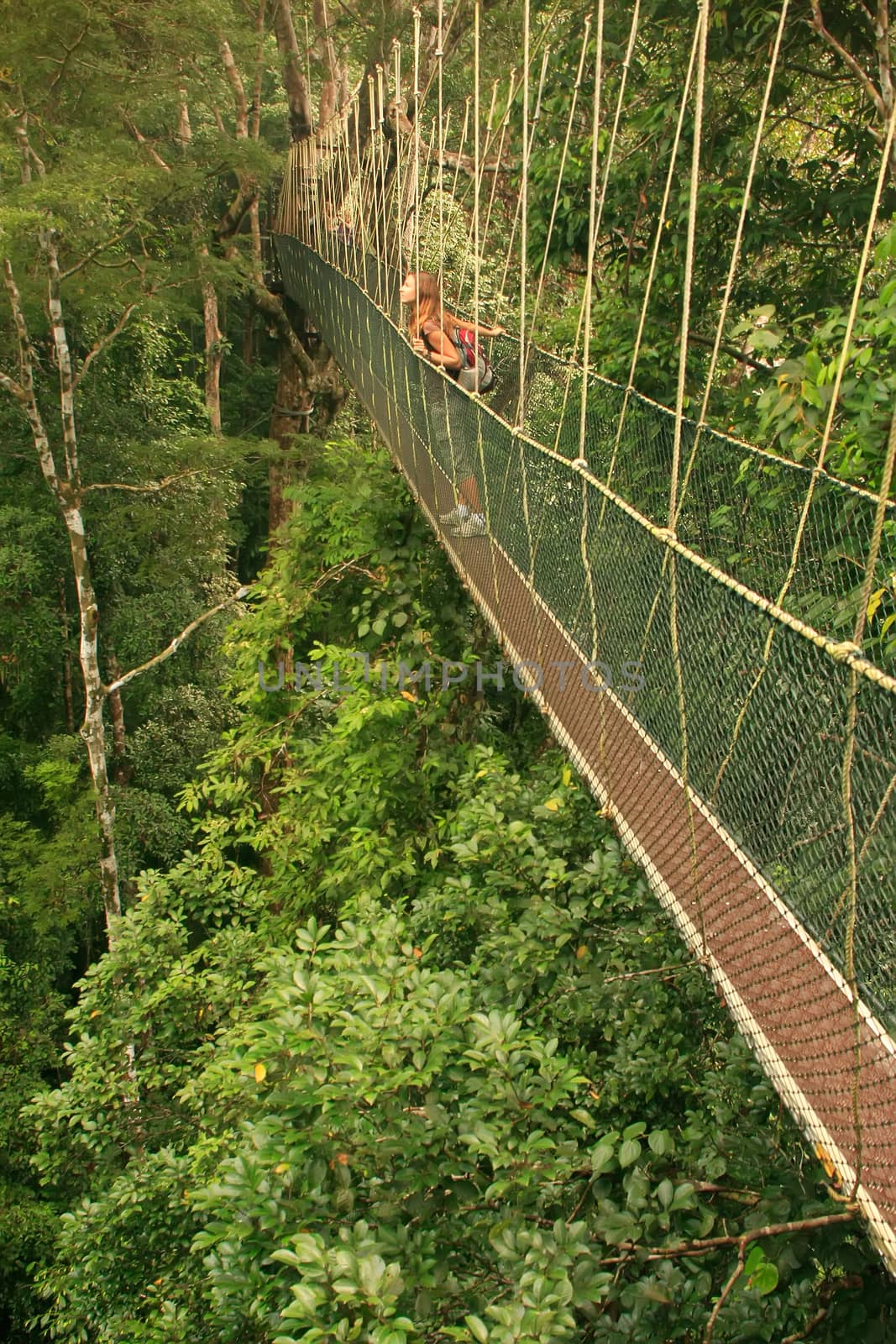 Tourist standing on canopy walkway, Taman Negara National Park,  by donya_nedomam