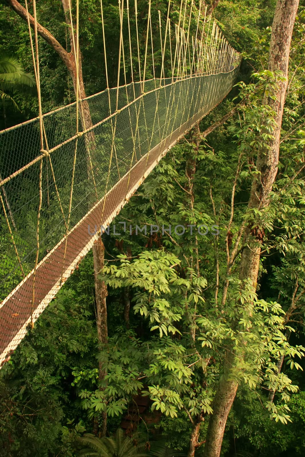 Canopy walkway, Taman Negara National Park, Malaysia by donya_nedomam