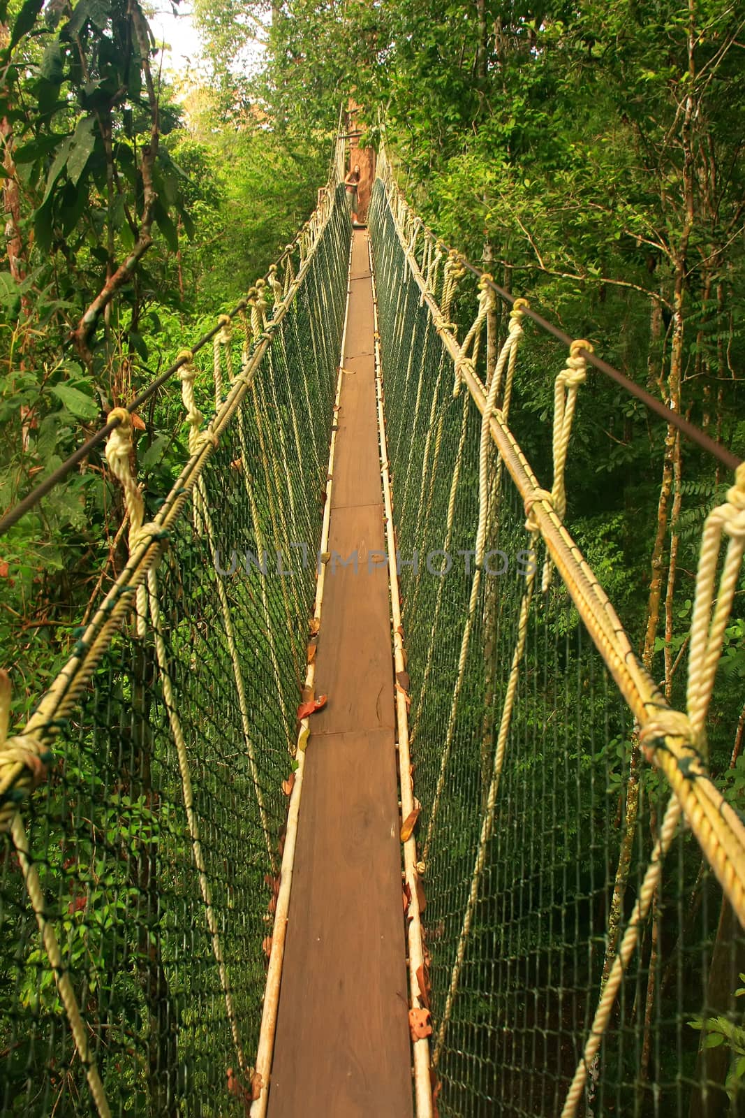 Canopy walkway, Taman Negara National Park, Malaysia by donya_nedomam