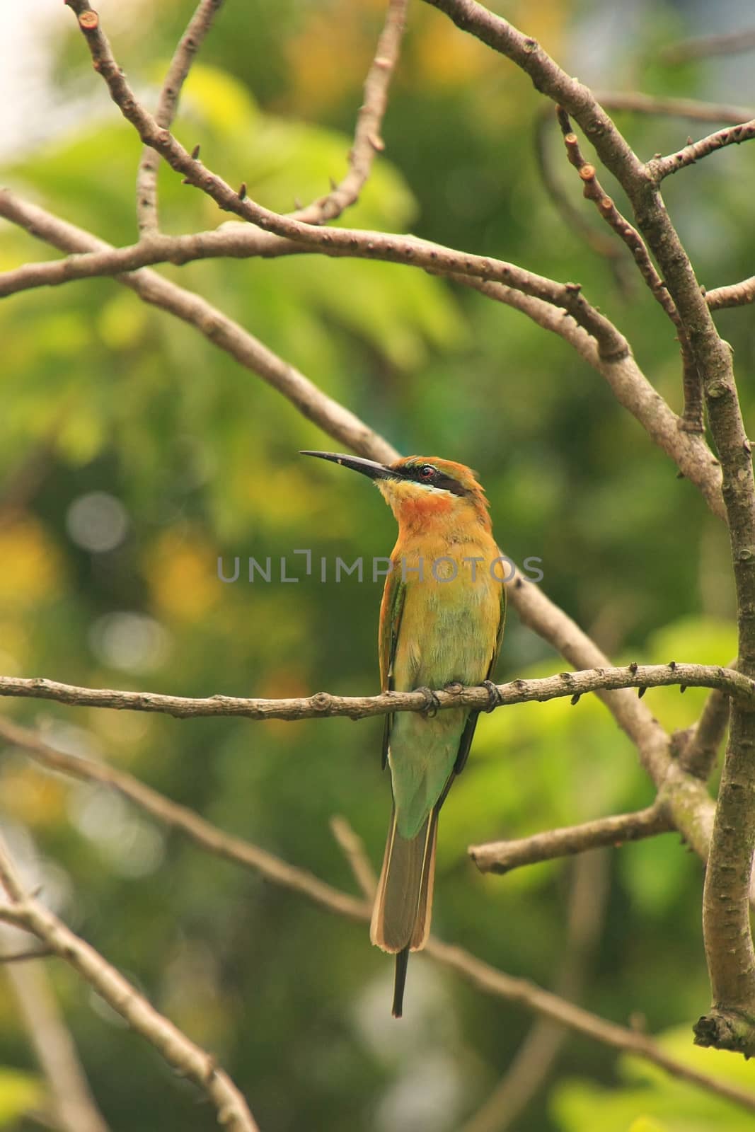Little Green Bee-eater, Taman Negara National Park, Malaysia by donya_nedomam